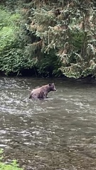 Ursus arctos sitkensis