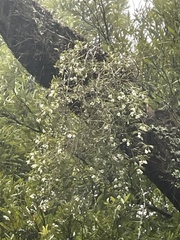 Dendrobium cunninghamii