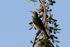 Nectarinia famosa famosa