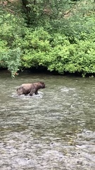 Ursus arctos sitkensis