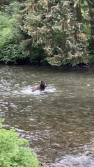 Ursus arctos sitkensis