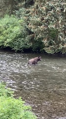 Ursus arctos sitkensis