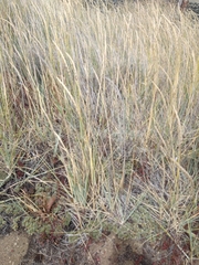 Leymus arenarius