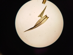 Racomitrium ptychophyllum