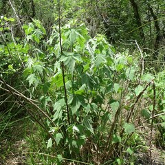 Hibiscus grandiflorus
