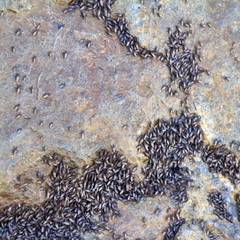 Coelopidae