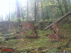 Odocoileus virginianus