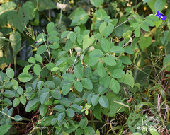Clitoria ternatea