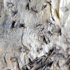 Coelopidae