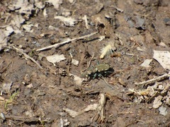 Cicindela ancocisconensis