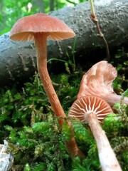 Laccaria laccata