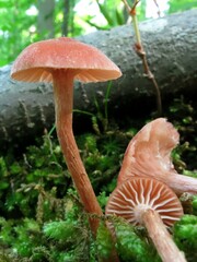 Laccaria laccata