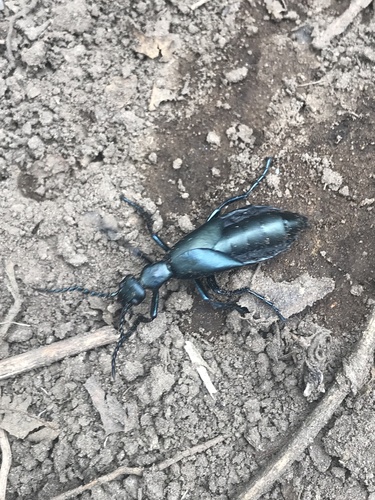 Meloe nebulosus