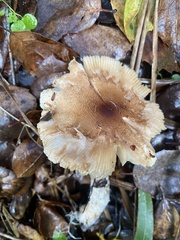 Lepiota spheniscispora