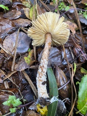 Lepiota spheniscispora