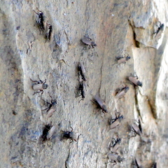 Coelopidae