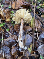 Lepiota spheniscispora