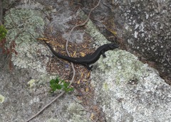 Egernia kingii