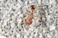 Tetramorium lanuginosum