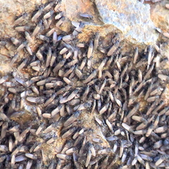 Coelopidae