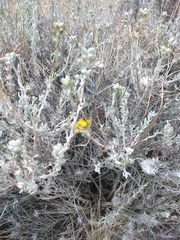Senecio patagonicus