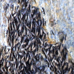 Coelopidae
