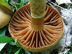 Cortinarius distans