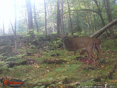Odocoileus virginianus
