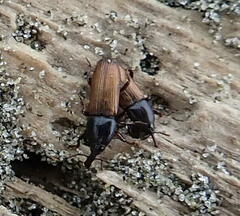 Mesites pallidipennis