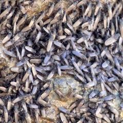 Coelopidae