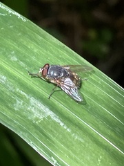 Calliphora stygia