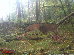 Odocoileus virginianus