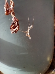 Pseudomantis albofimbriata