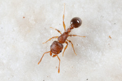 Tetramorium lanuginosum