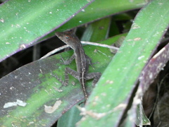 Anolis lineatopus