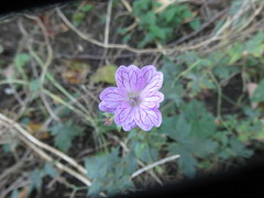 Geranium versicolor