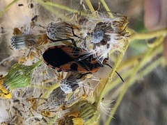 Spilostethus pacificus