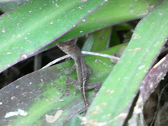 Anolis lineatopus