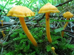 Cantharellus minor