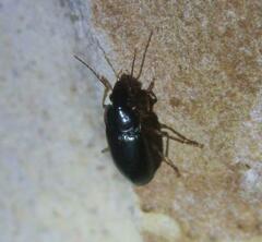 Notiobia
