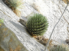 Agave victoriae-reginae