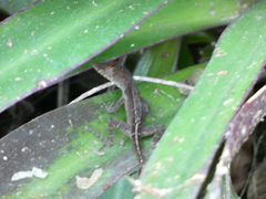 Anolis lineatopus