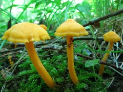 Cantharellus minor
