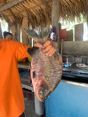 Colossoma macropomum