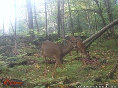 Odocoileus virginianus