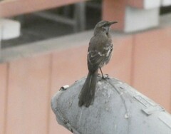Mimus longicaudatus
