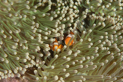 Amphiprion ocellaris