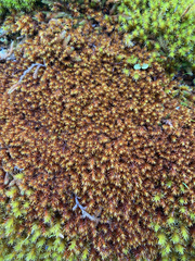 Racomitrium heterostichum