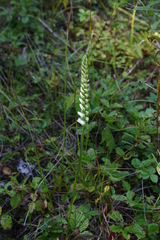 Spiranthes cernua