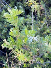 Osteomeles anthyllidifolia